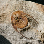 colpete Trilobite of the species Deanaspis goldfussi (BARRANDE, 1846)