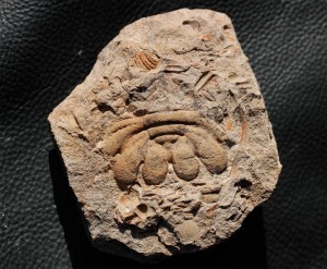 Rare trilobite Eccoptochile clavigera (Beyrich, 1845)