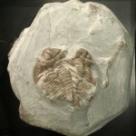 Fossil Trilobite from Dudley - Acanthopyge hirsuta FLETCHER, 1850