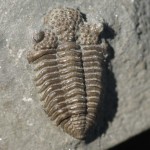 Trilobite Fossils Dudley - Balizoma variolaris BRONGNIART, 1822