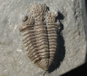 Trilobite Fossils Dudley - Balizoma variolaris BRONGNIART, 1822