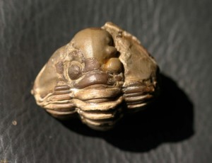 Trilobite Fossil : Calymene blumenbachii the Dudley Bug