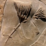 Fossils Dudley - Clematocrinus retiarius Phillips in Murchison,1839