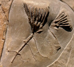 Fossils Dudley - Clematocrinus retiarius Phillips in Murchison,1839