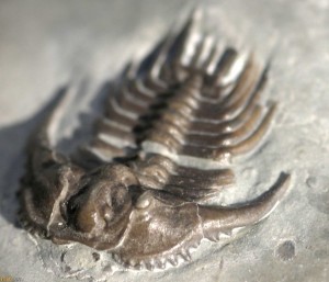 Fossils Dudley - Kettneraspis deflexa Lake, 1896