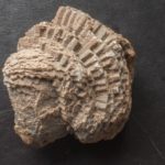 Devonian Fossil Favosites