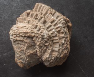 Devonian Fossil Favosites