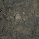 “Fossil Marble” in the ground