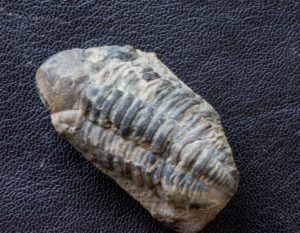 Phacopid Trilobite from Hamar Laghdad.