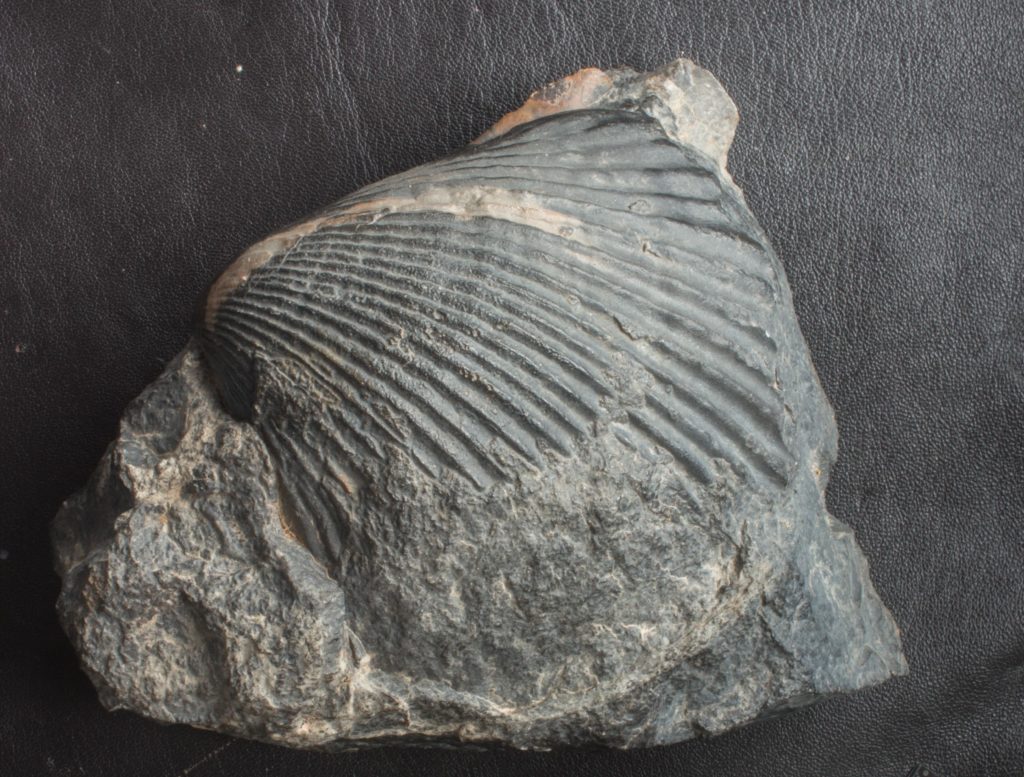 Bivalvia-fossil-hamar-laghdad - Fossils.at