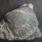 Devonian Fossil Bivalvia Hamar-Laghdad