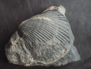 Devonian Fossil Bivalvia Hamar-Laghdad