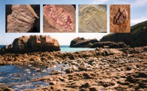 Fossils at the Emu Bay site.