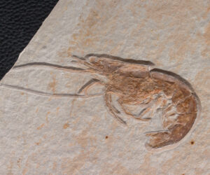 Eystaettia intermedius