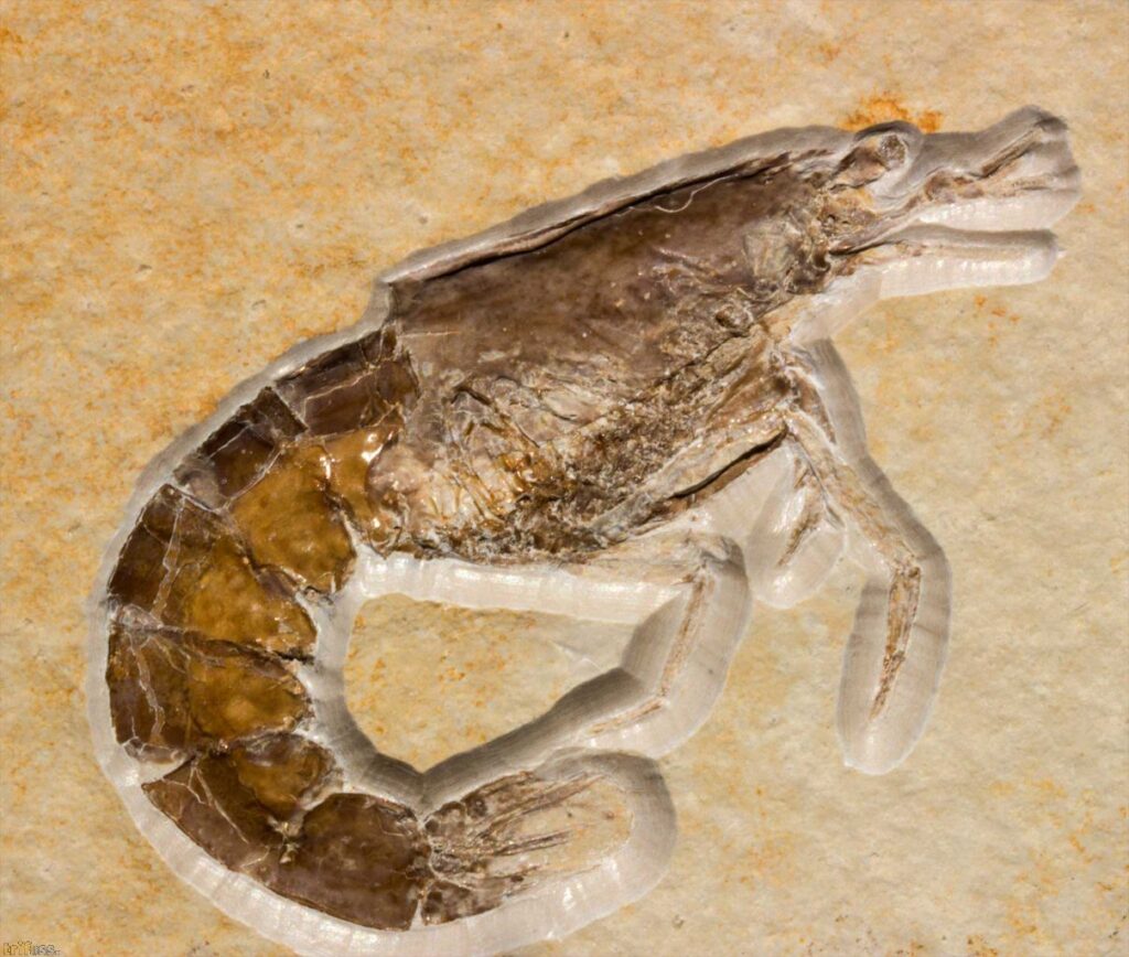 Eystaettia intermedius (OPPEL, 1839) from Eichstatt