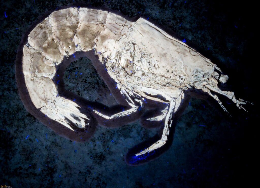 UV Light image of Eystaettia intermedius (OPPEL, 1839) from Eichstatt